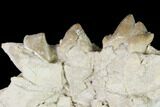 Rare, Fossil Bear Dog (Daphoenus) Jaw Section - South Dakota #143955-1